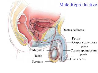 Male Reproductive