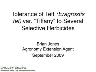 Tolerance of Teff (Eragrostis tef) var. “Tiffany” to Several Selective Herbicides
