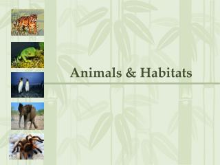 Animals &amp; Habitats