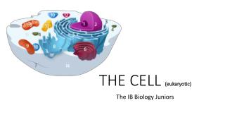 THE CELL (eukaryotic)