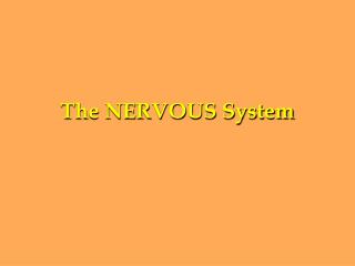 The NERVOUS System