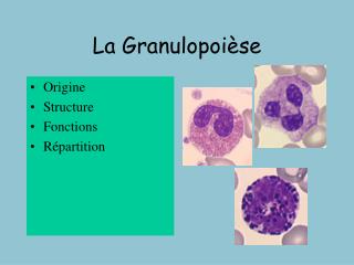 La Granulopoièse