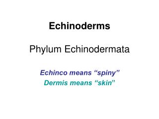 Echinoderms Phylum Echinodermata