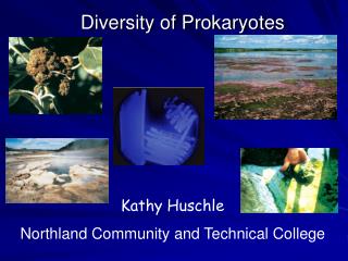 Diversity of Prokaryotes