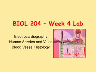 BIOL 204 – Week 4 Lab