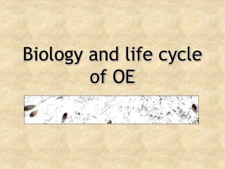 Biology and life cycle of OE