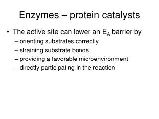 Enzymes – protein catalysts