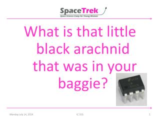 What is that little black arachnid that was in your baggie?