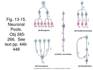 Fig. 13-15. Neuronal Pools. Obj 265-266. See text pp. 446-448