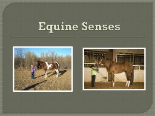 Equine Senses