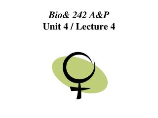 Bio&amp; 242 A&amp;P Unit 4 / Lecture 4
