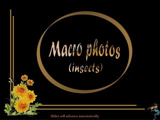 Macro photos