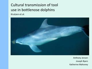 Cultural transmission of tool use in bottlenose dolphins