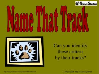 Can you identify these critters by their tracks?