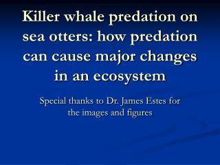 Killer whale predation on sea otters: how predation can cause major changes in an ecosystem