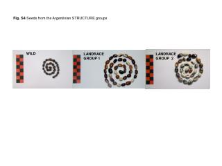 Fig. S4 Seeds from the Argentinian STRUCTURE groups