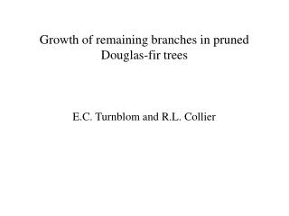 Growth of remaining branches in pruned Douglas-fir trees
