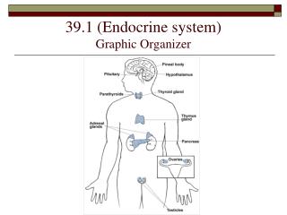 39.1 (Endocrine system) Graphic Organizer