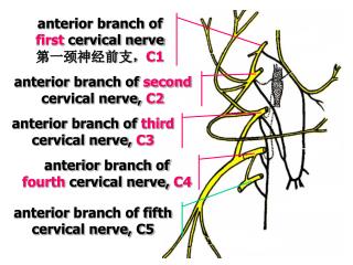 anterior branch of first cervical nerve 第一颈神经前支， C1
