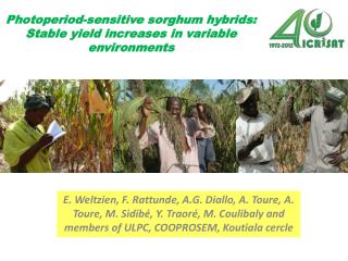 Photoperiod-sensitive sorghum hybrids: Stable yield increases in variable environments