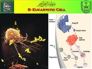 B- Eukaryotic Cell