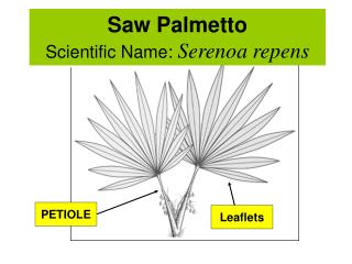 Saw Palmetto Scientific Name: Serenoa repens