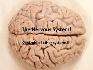 The Nervous System!