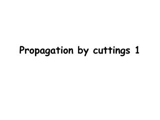 Propagation by cuttings 1