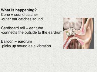 What is happening? Cone = sound catcher -outer ear catches sound Cardboard roll = ear tube