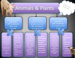 Animals &amp; Plants