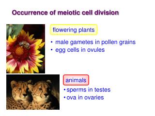Occurrence of meiotic cell division