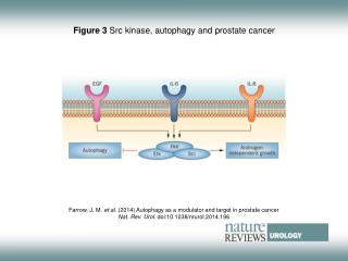 Figure 3 Src kinase, autophagy and prostate cancer