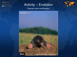 Activity – Evolution