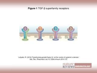 Figure 1 TGF‑ β superfamily receptors