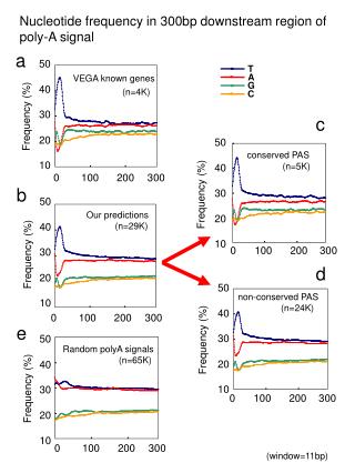 Nucleotide frequency in 300bp downstream region of poly-A signal