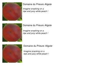 Domaine du Prieure Aligote Imagine snacking on a ripe and juicy white peach !