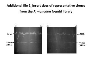 Additional file 2_Insert sizes of representative clones from the P. monodon fosmid library
