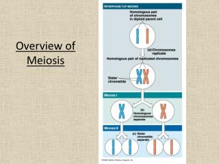 Overview of Meiosis