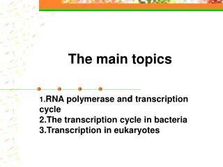 The differences between Transcription DNA replication