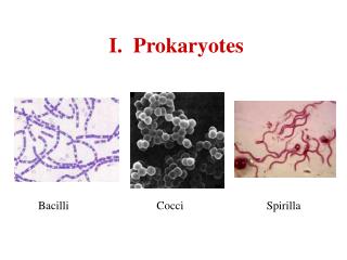 I. Prokaryotes