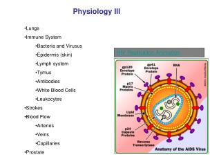 Physiology III