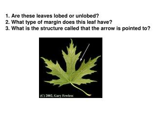 Are these leaves lobed or unlobed? What type of margin does this leaf have?