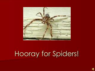 Hooray for Spiders!