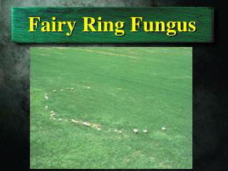 Fairy Ring Fungus
