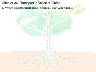 Chapter 36: Transport in Vascular Plants
