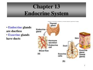 Chapter 13 Endocrine System