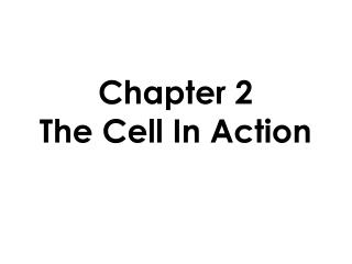 Chapter 2 The Cell In Action