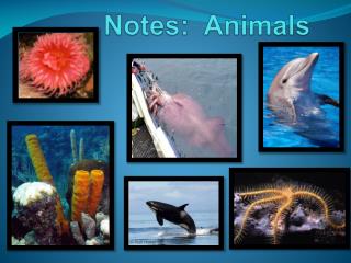 Notes: Animals