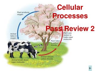 Cellular Processes Pass Review 2