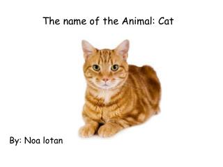 The name of the Animal: Cat